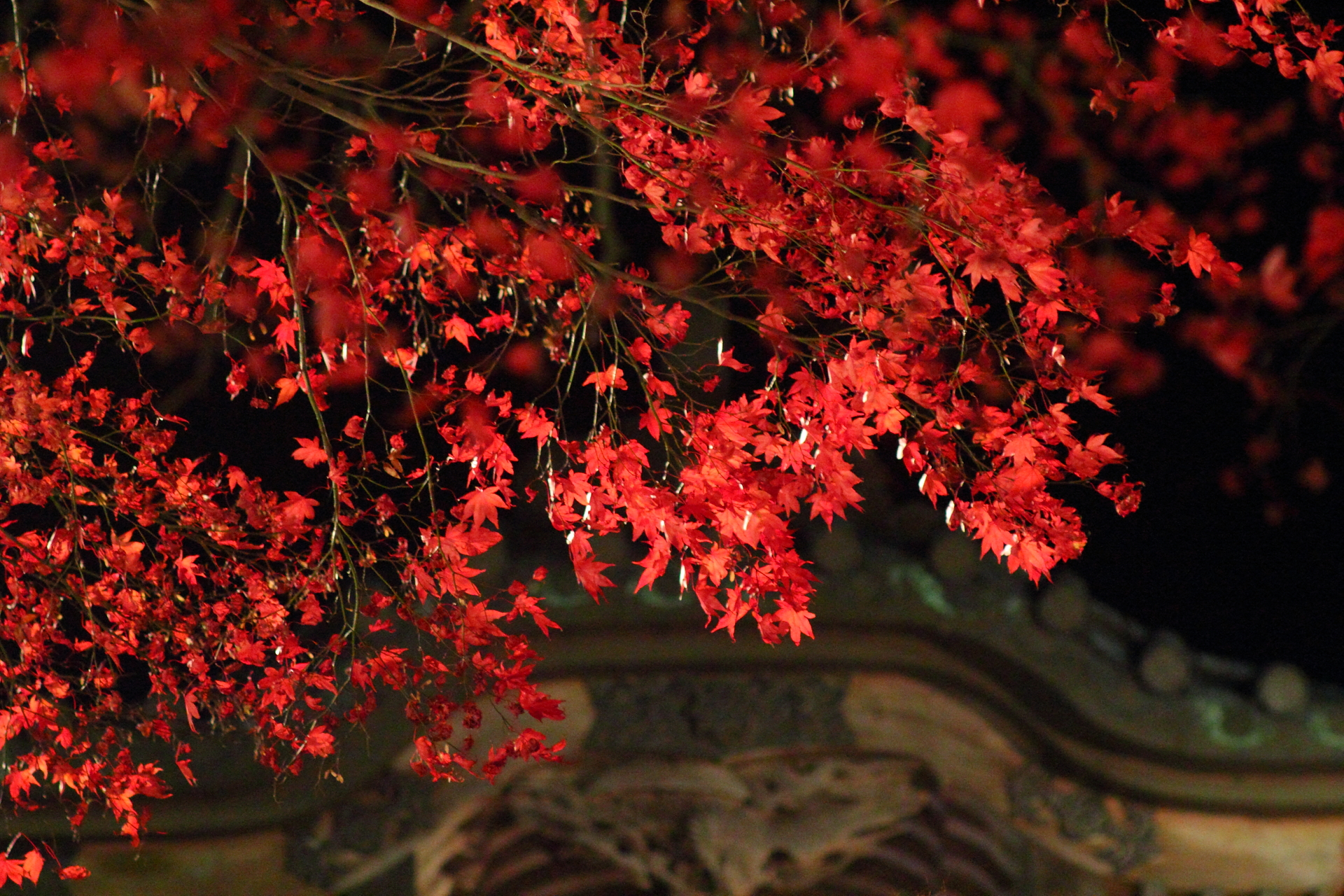 Bright red maple leaves at Oyama-dera temple in late November