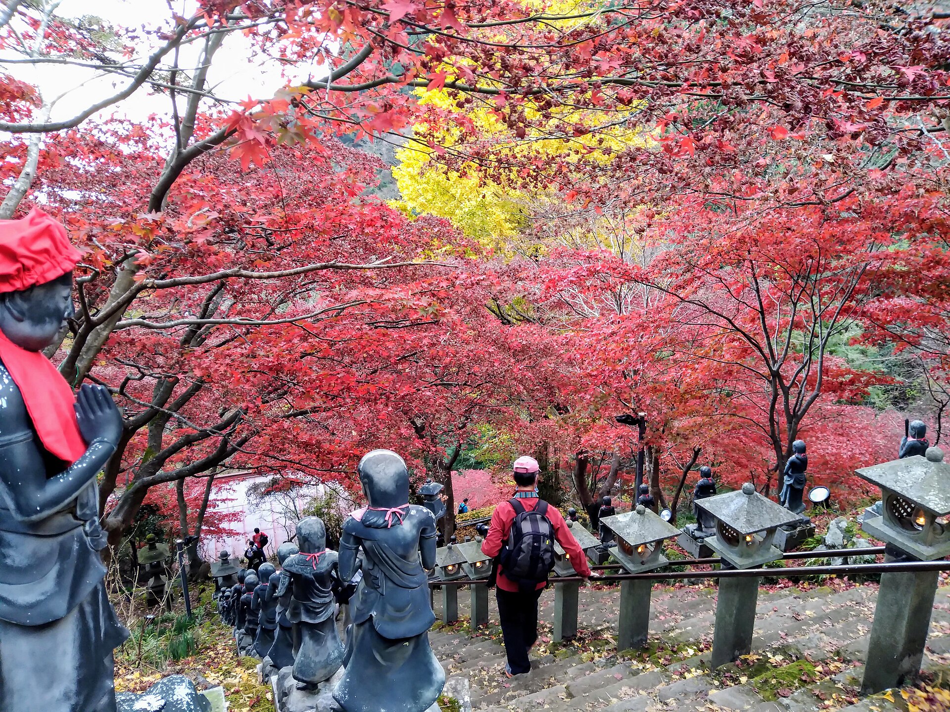 Maple trees in peak autumn color over the stairway at Oyama-dera